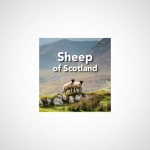 Sheep of Scotland