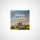 Sheep of Scotland